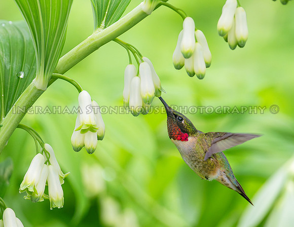Ruby throated hummingbird at Solomon seal