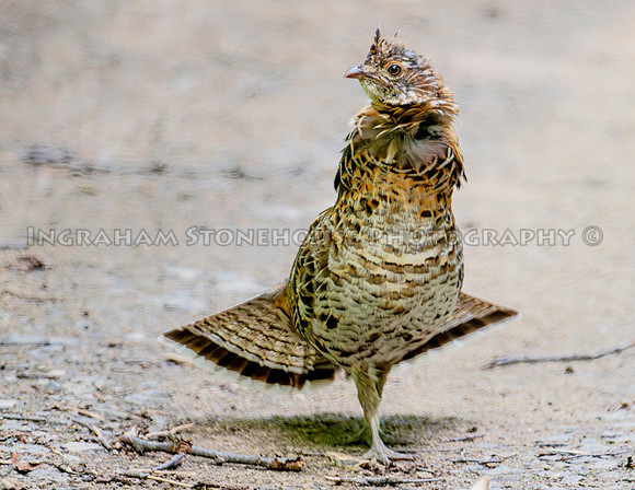 Ruffed grouse Summer dress