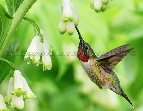 Ruby throated Hummingbird at Solomon seal 16x20