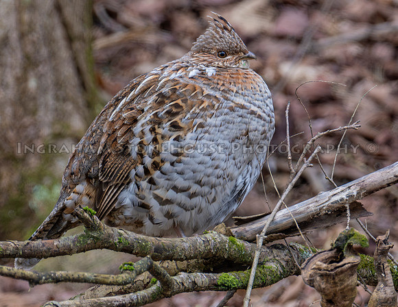 Ruffed-grouse 2