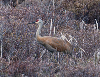 Sandhill Crane