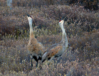 Sandhill Cranes calling
