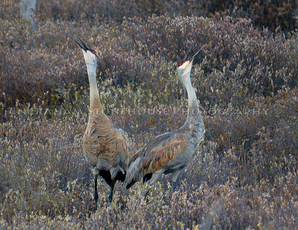 Sandhill Cranes calling