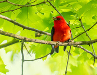 Scarlet Tanager 1