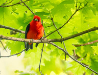 Scarlet tanager 2