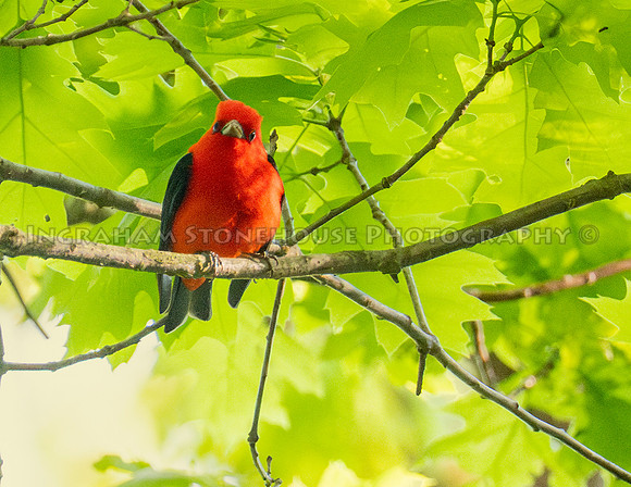 Scarlet tanager 2