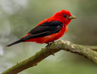 Scarlet Tanager Smyrna NY