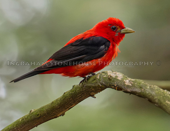 Scarlet Tanager Smyrna NY