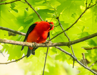 Scarlet Tanager 4