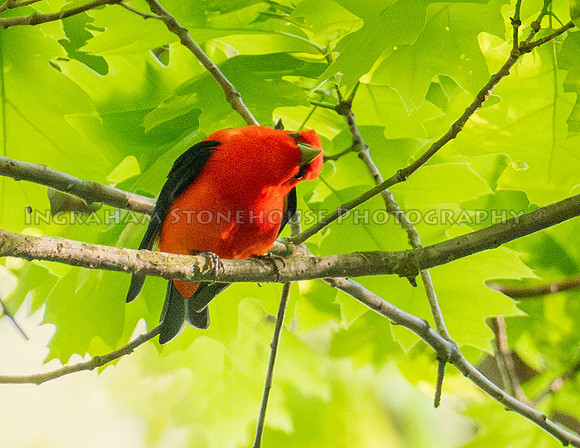 Scarlet Tanager 4
