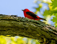 Scarlet tanager on branch