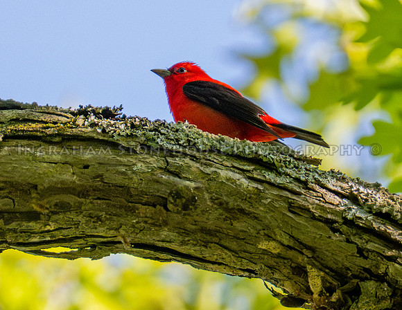 Scarlet tanager on branch