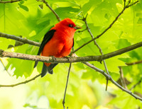 Scarlet tanager3