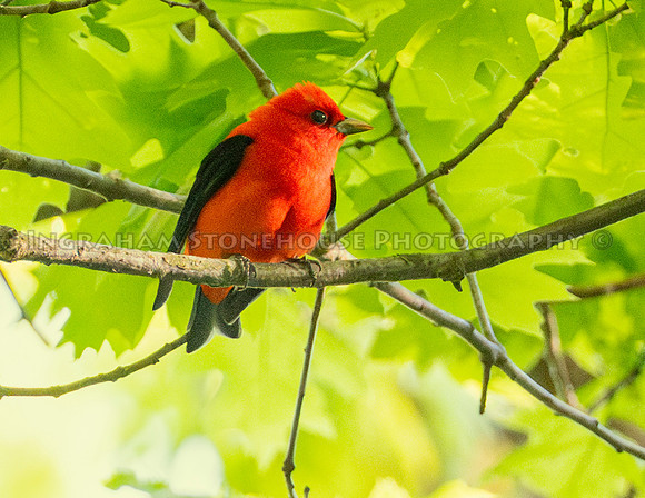 Scarlet tanager3