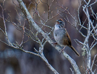 Swamp Sparrow