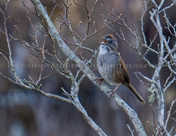 Swamp Sparrow