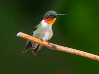 Humming Bird on vine