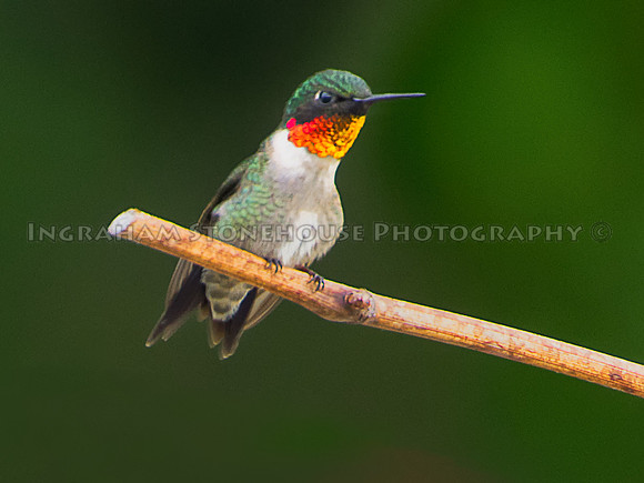 Humming Bird on vine