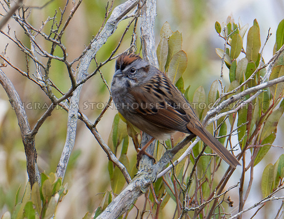 Swamp sparrow2