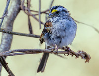 White - throated Sparrow 3
