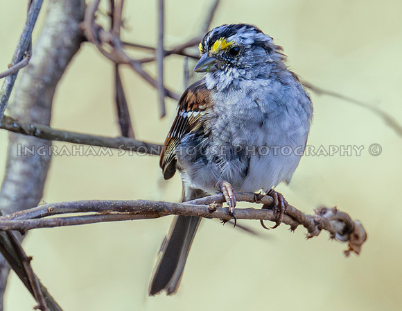 White - throated Sparrow 3