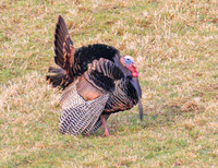 tom turkey
