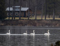 Tundra Swans at Woodman Pond