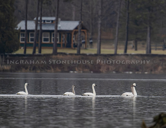 Tundra Swans at Woodman Pond
