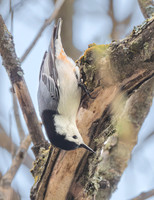 White breasted Nuthatch upside down