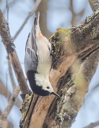 White breasted Nuthatch upside down