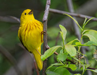 Yellow Warbler singing 2