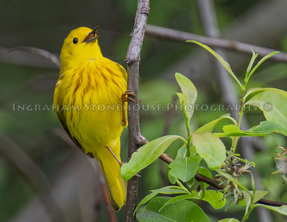 Yellow Warbler singing 2