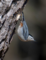 White-breasted Nuthatch