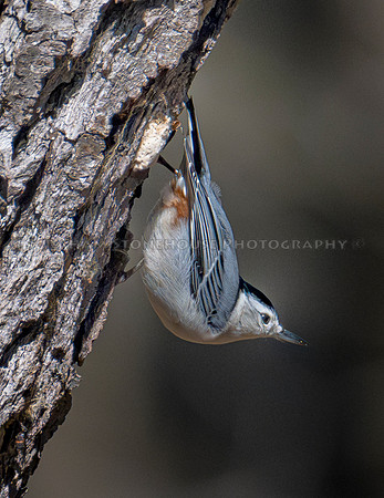 White-breasted Nuthatch