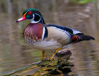 Wood duck Drake perched on a log