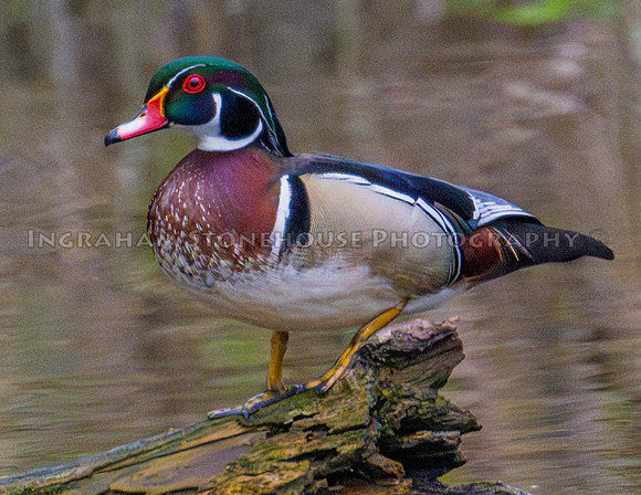 Wood duck Drake perched on a log