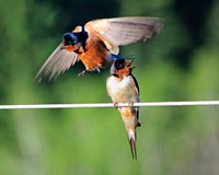 Birds