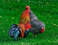 Birds