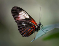 Butterflies and More