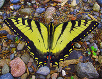 Butterflies and More
