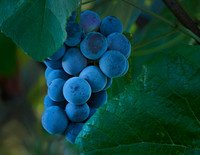 Concord Grapes