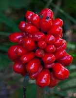 Jack in the Pulpit fruit