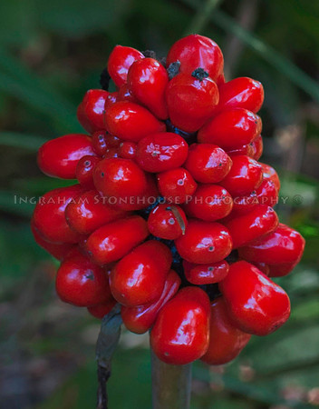 Jack in the Pulpit fruit