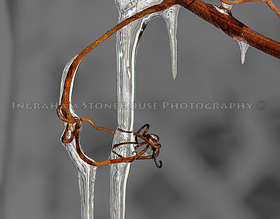 Ice on vines