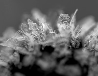 Frost Chrystals