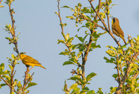 Common Yellow- throat and Yellow Warbler