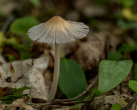 Fungi and Fruit