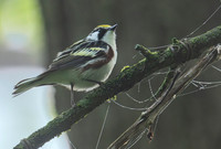 Chestnut sided warbler