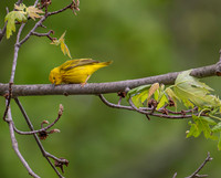 Yellow warbler wiping beak