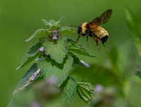 Bumble at Purple Dead-Nettle